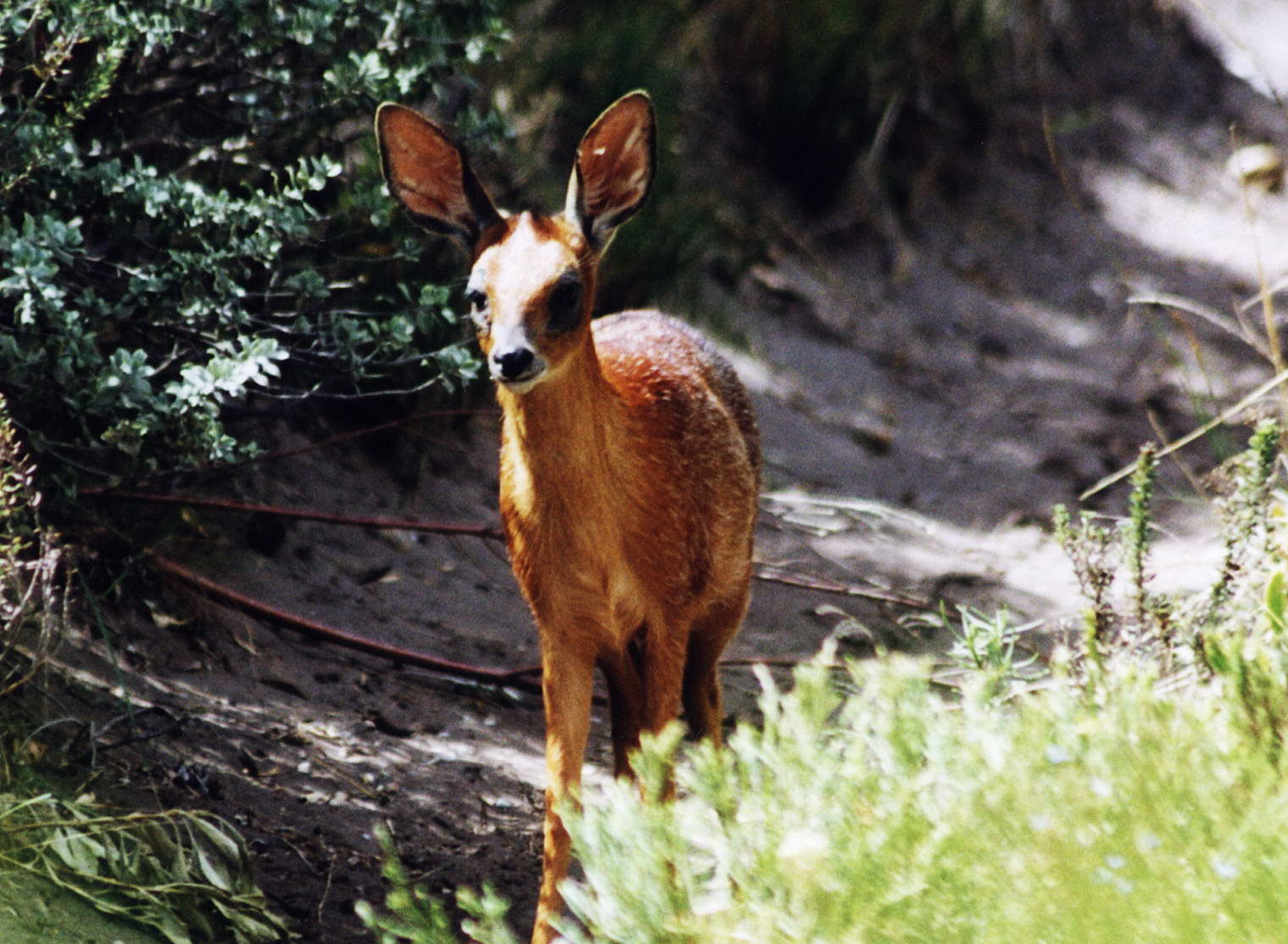 Wildlife in Fernkloof Nature Reserve