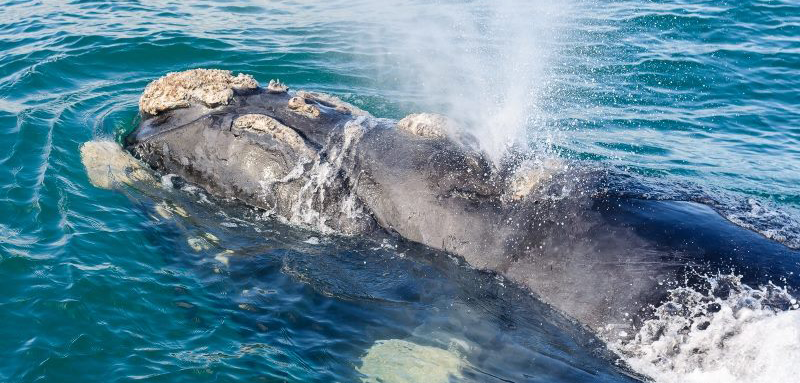 Best way to see the Southern Right Whales in Kleinbaai