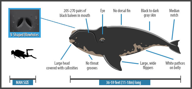 Physical appearance of the Southern Right Whale