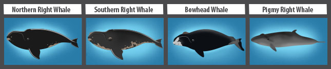 Whale Species of the Balaenidae family