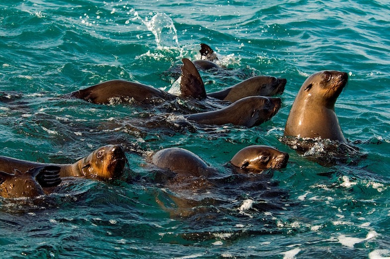 Seals, the great white sharks best meal.