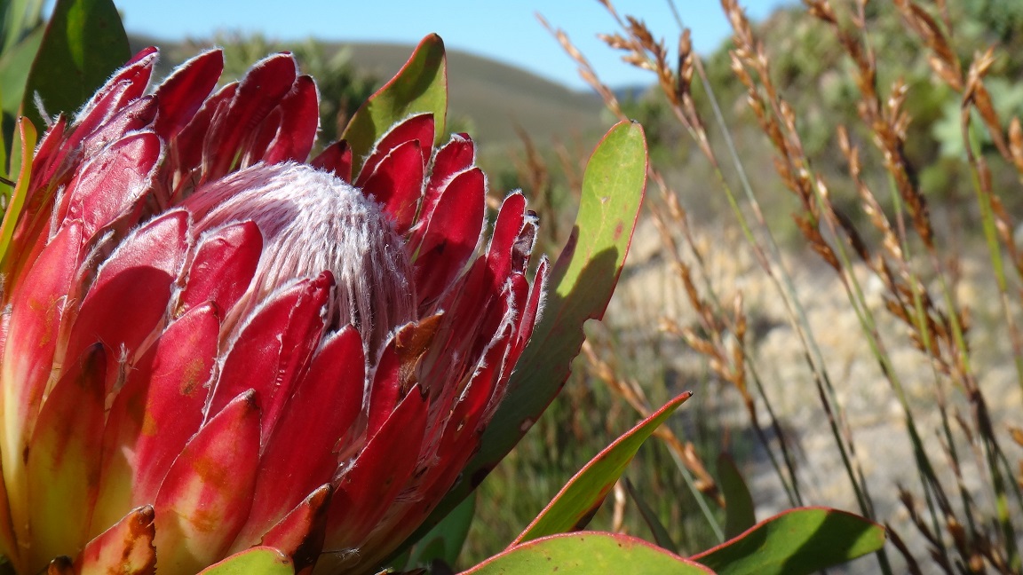 Protea in Fynbos