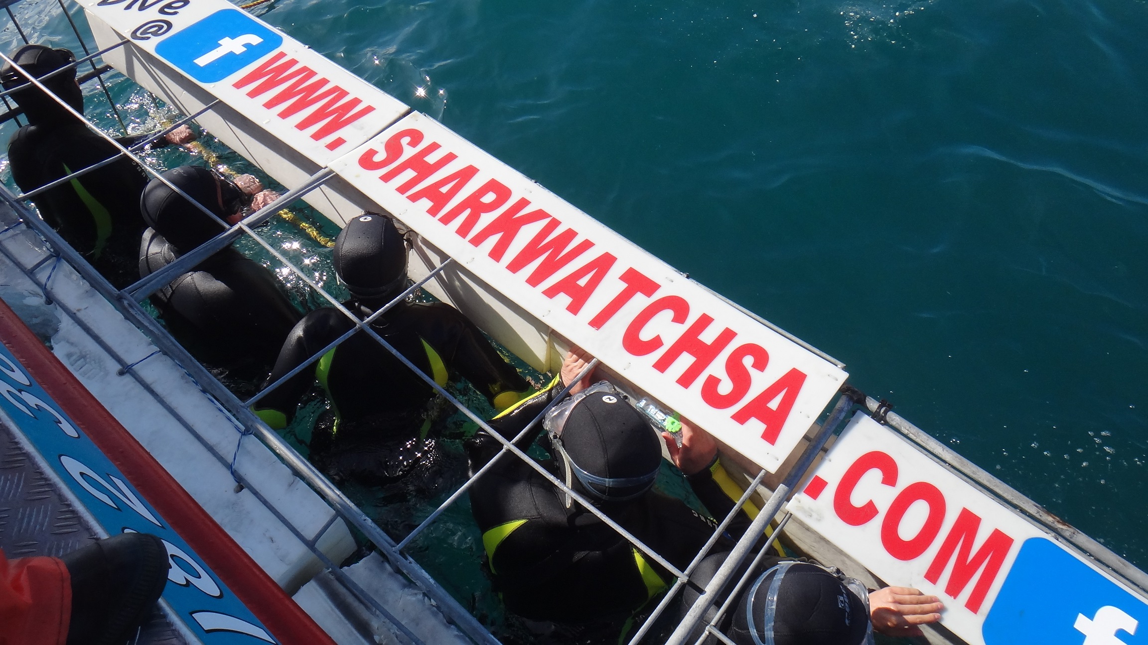 Great white shark cage diving cage with people in it