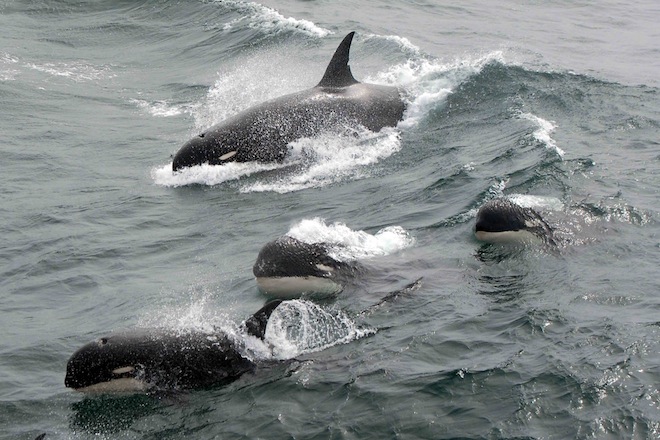 Orcas, the great white shark hunters