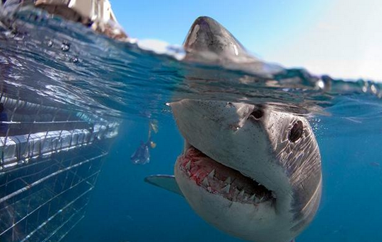 Close up photo of a great white shark