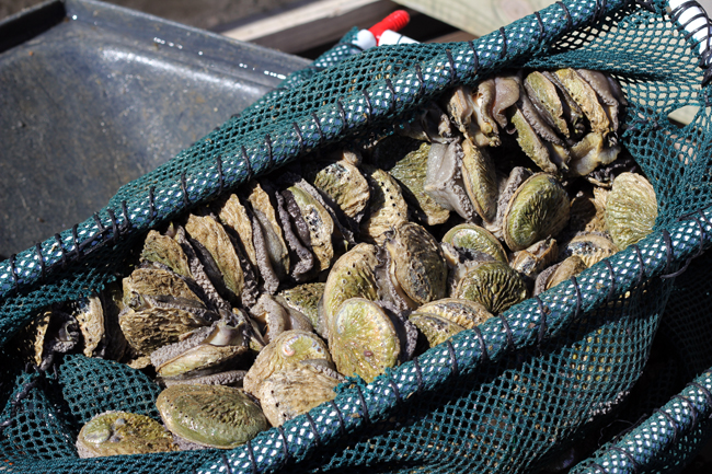 Net full of abalone