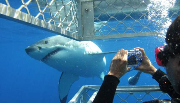 Photo of shark from inside the cage