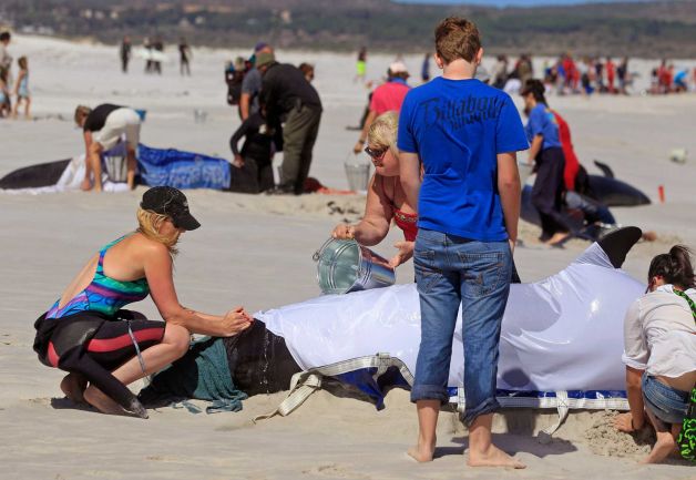 People on the beach saving a whale
