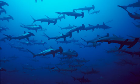 Hammer Head Sharks