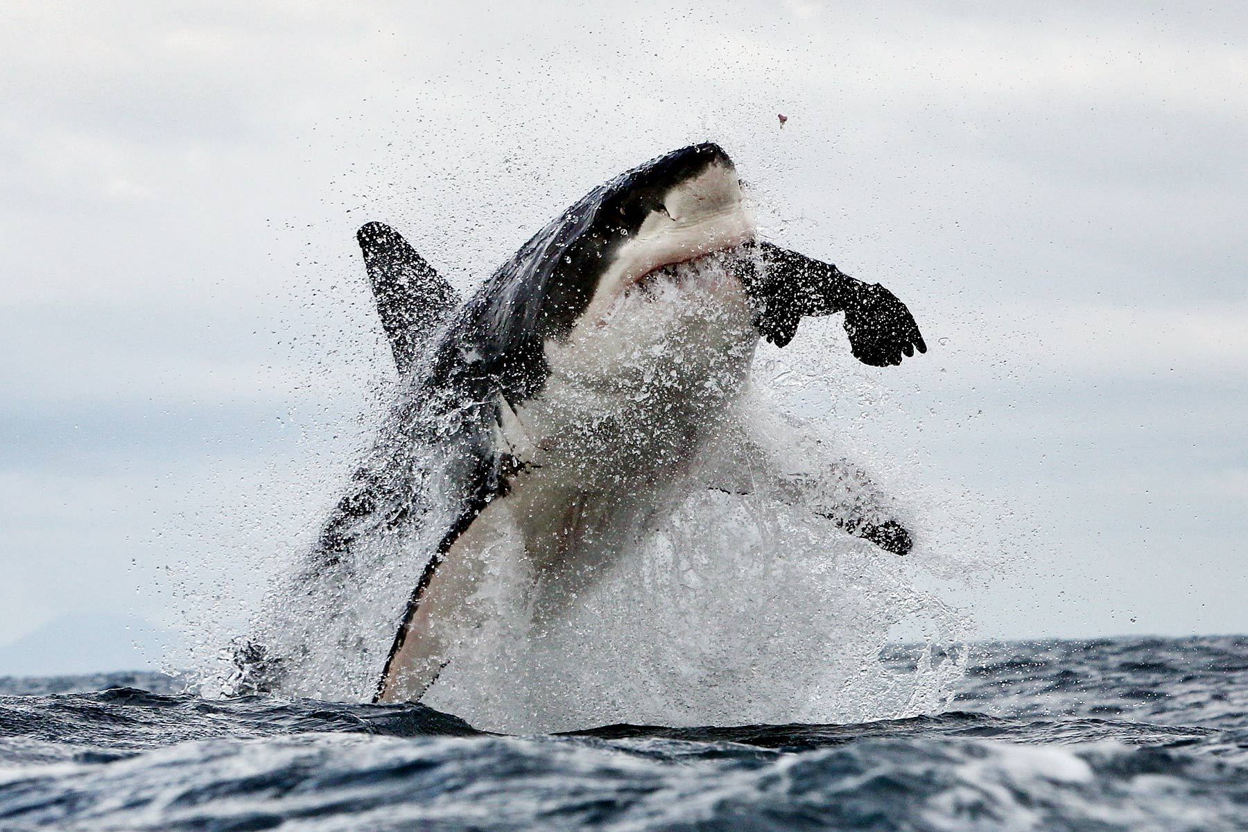 Great white shark breaching and catching seal