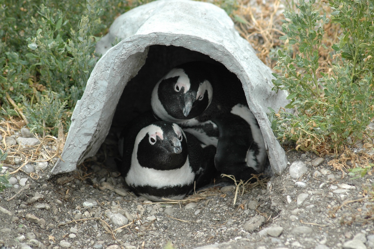 Two Penguins in a nest