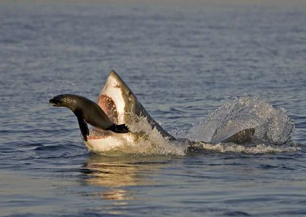 Great white shark catching a seal