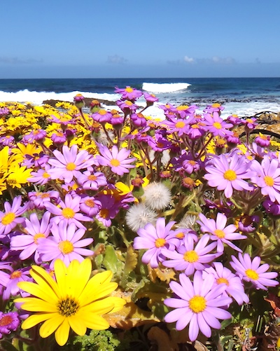 Flowers on the beach in Gansbaai