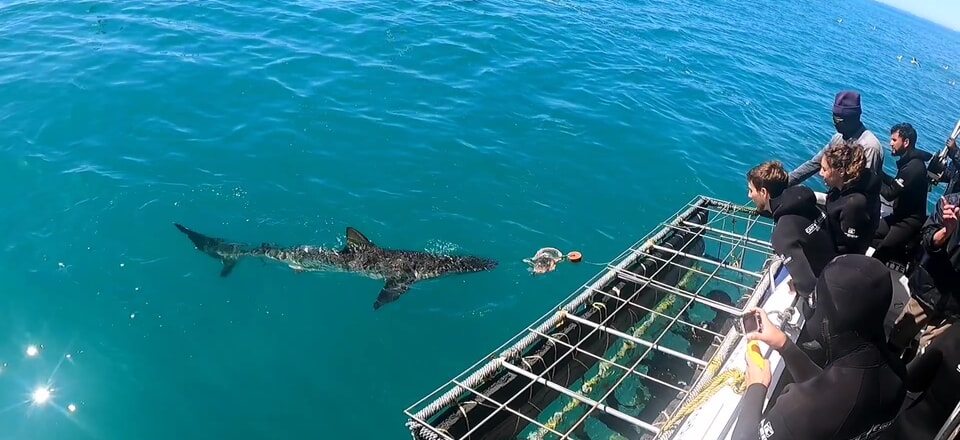 Gansbaai, the Shark Capital of the World!