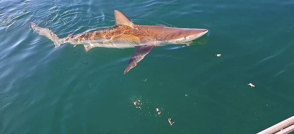 Gansbaai, the Shark Capital of the World!