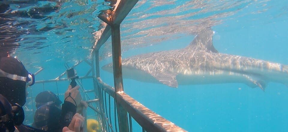 Gansbaai, the Shark Capital of the World!
