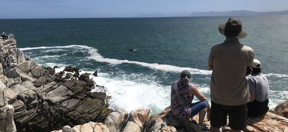 Gansbaai: A Whale Watching Paradise