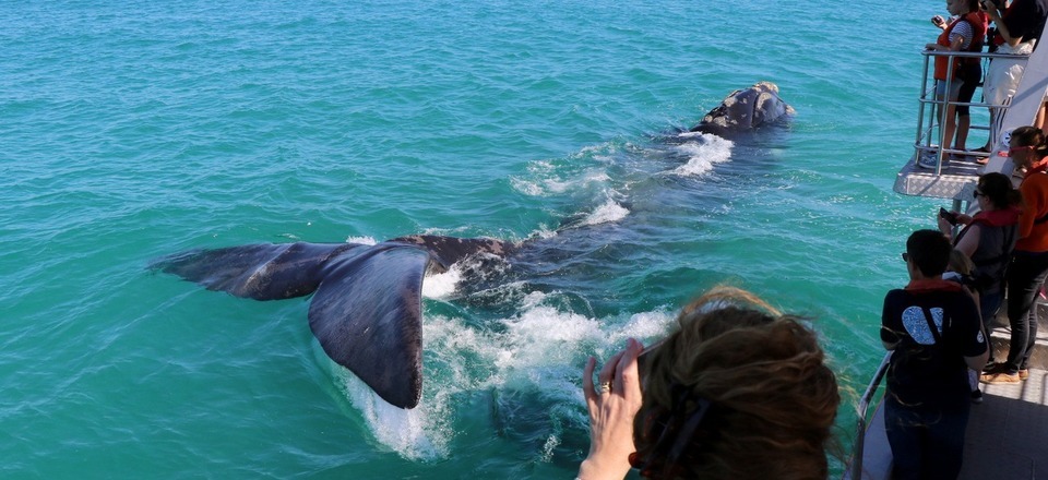 Gansbaai: A Whale Watching Paradise
