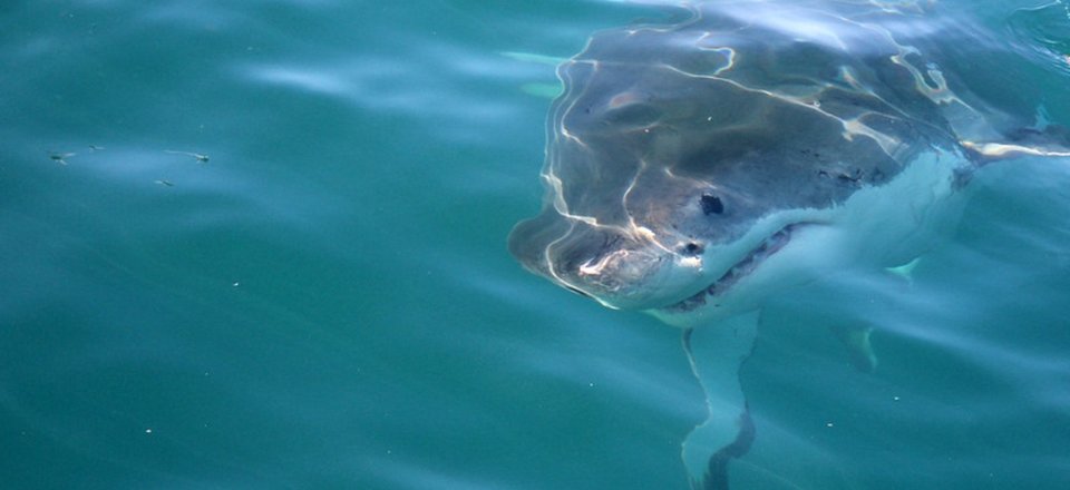 Great White Shark Cage Diving All Year Round in Gansbaai