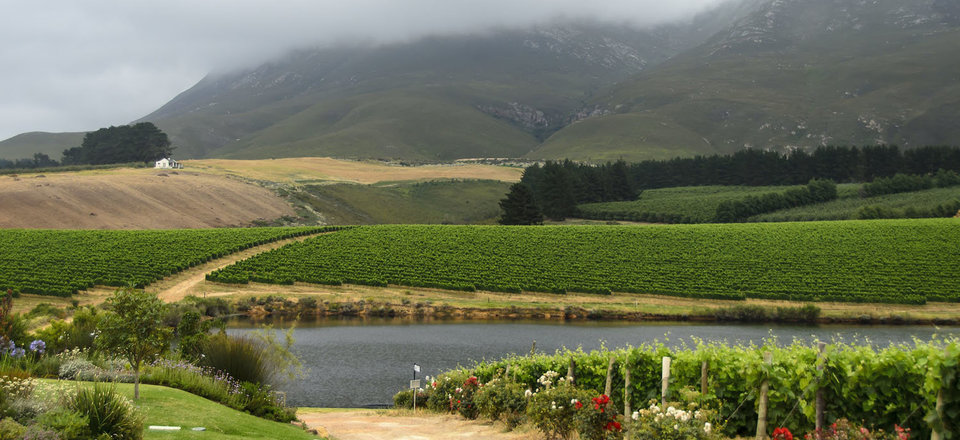 Vineyard Vibes: Hermanus Wine Trails