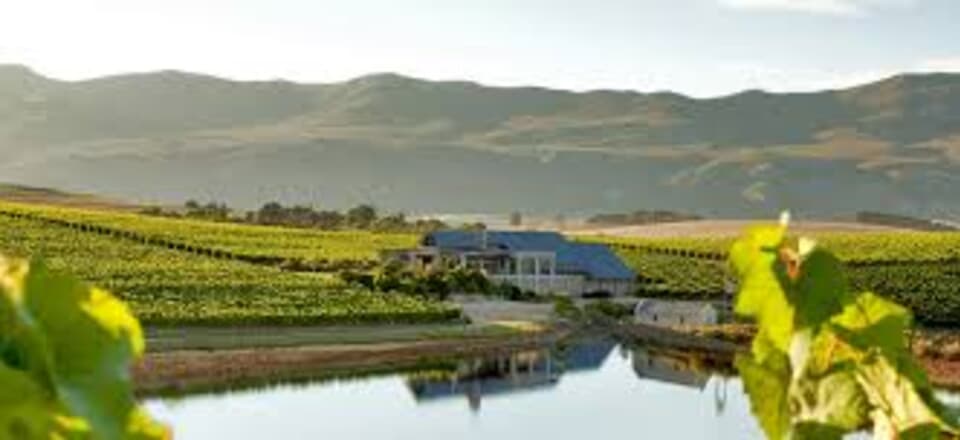 Vineyard Vibes: Hermanus Wine Trails