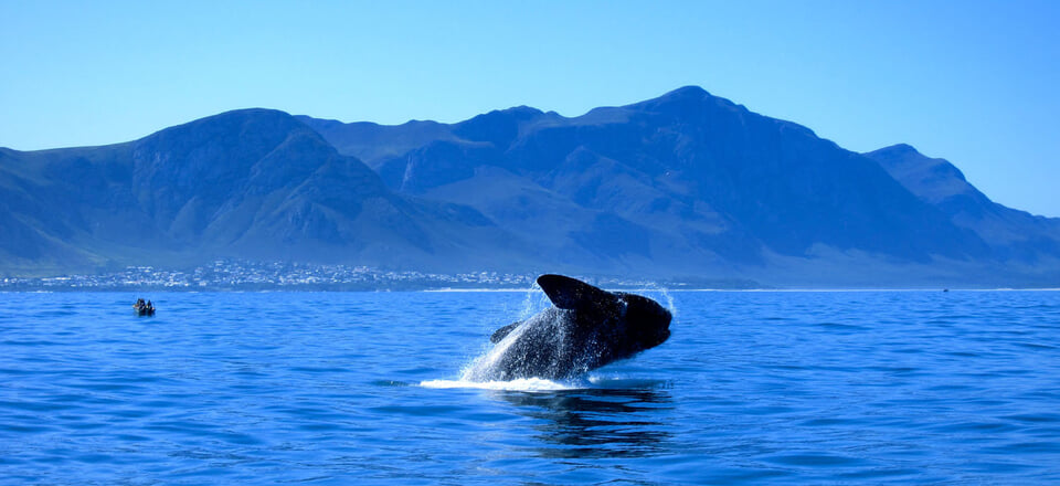 Front Row Seats to Nature’s Finest Show