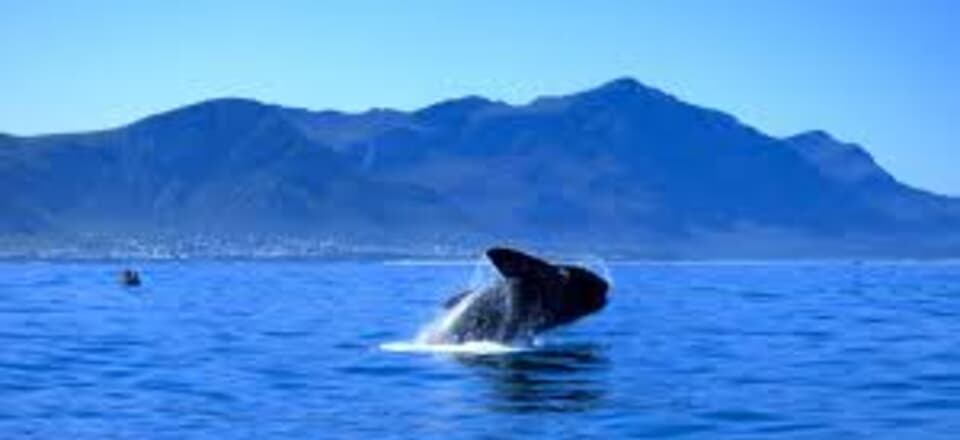 Front Row Seats to Nature’s Finest Show