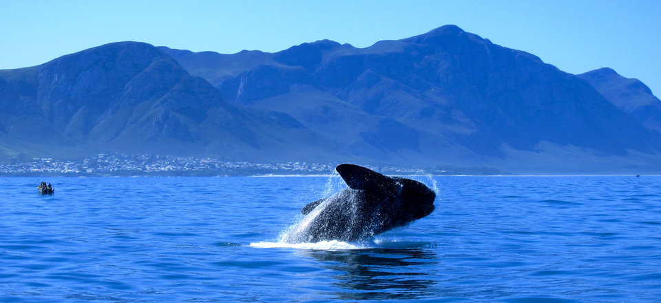 Come and See the Gentle Giants of Walker Bay