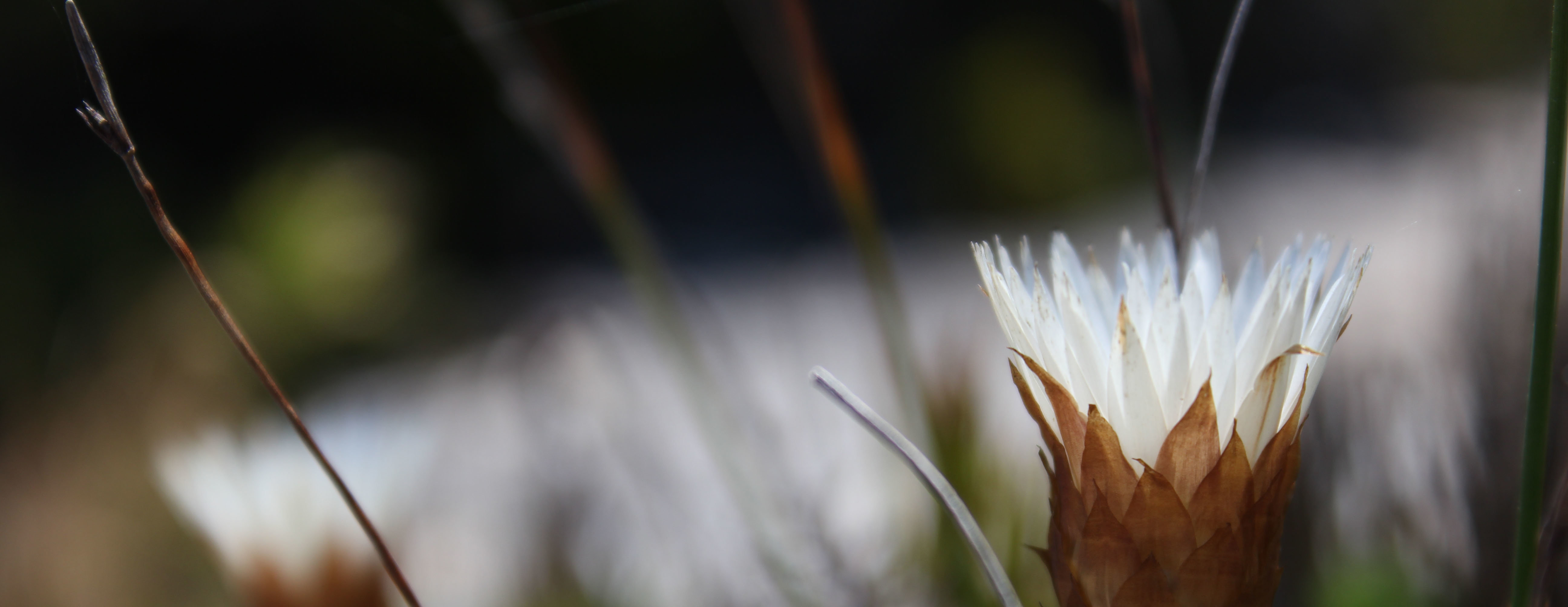 Walk the Winding Paths through Hills of Fynbos