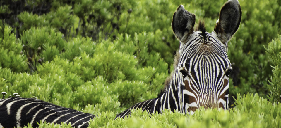 Agulhas National Park: Where Nature Takes Center Stage
