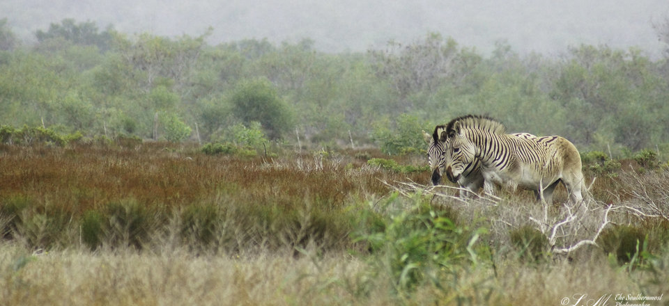 Agulhas National Park: Where Nature Takes Center Stage