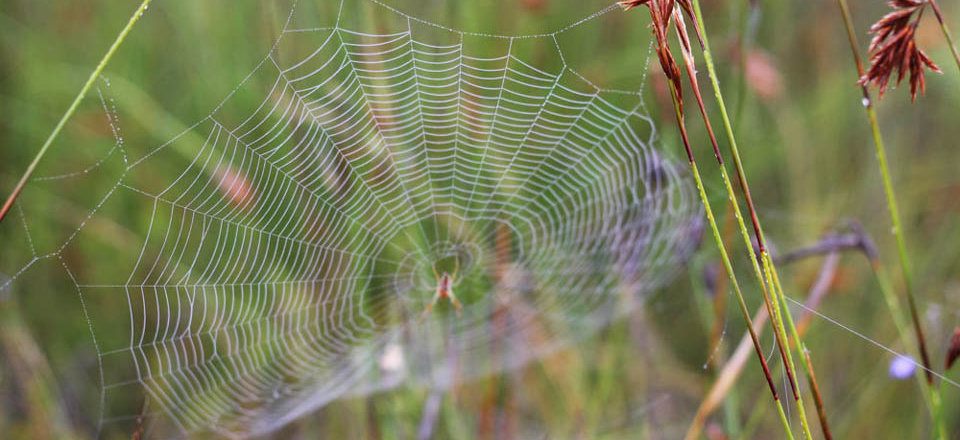 Explore Jagged Peaks, Ravines and Fynbos Valleys