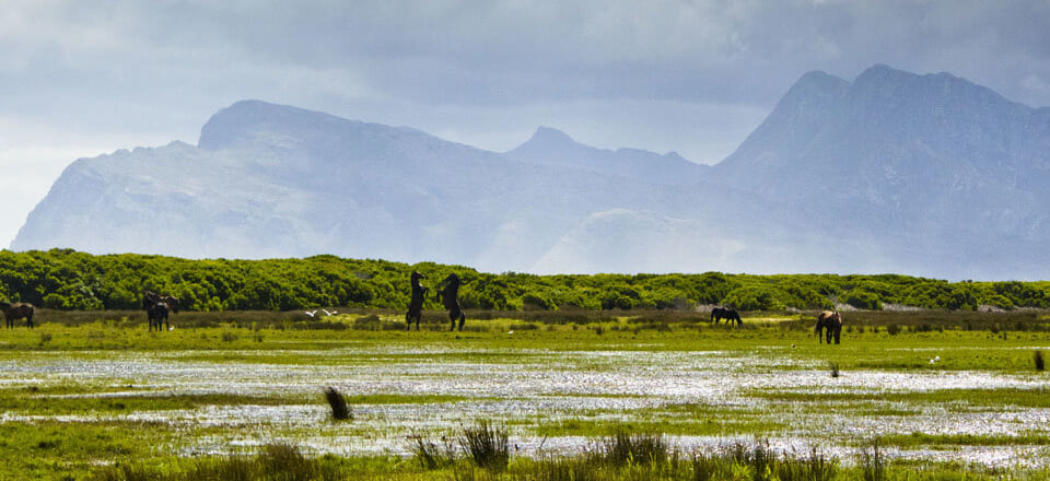 Discover More About Kleinmond