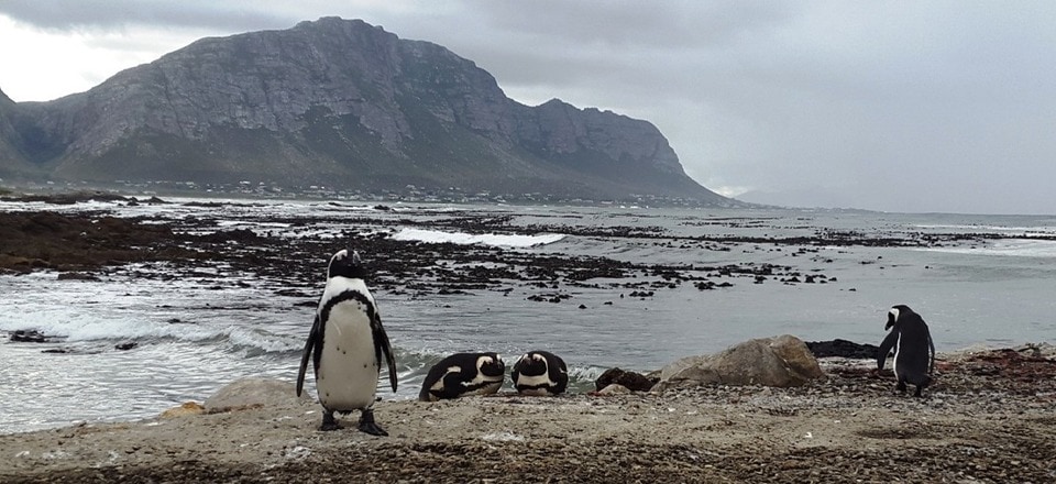 Welcome to Betty's Bay 