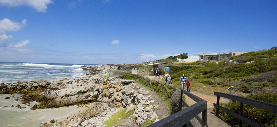 Discover Adventure in Betty's Bay
