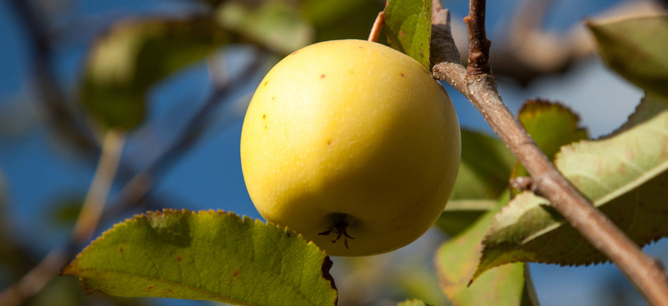 Grabouw and Elgin: Orchards, Apples, and Vineyards