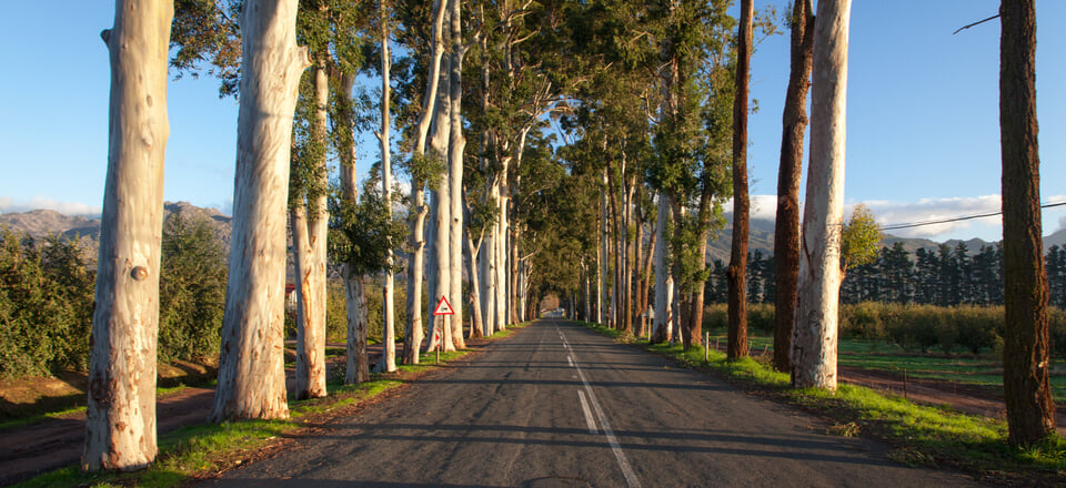 Grabouw and Elgin: Orchards, Apples, and Vineyards