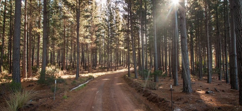 Explore the Landscapes of Unique Mountain Fynbos