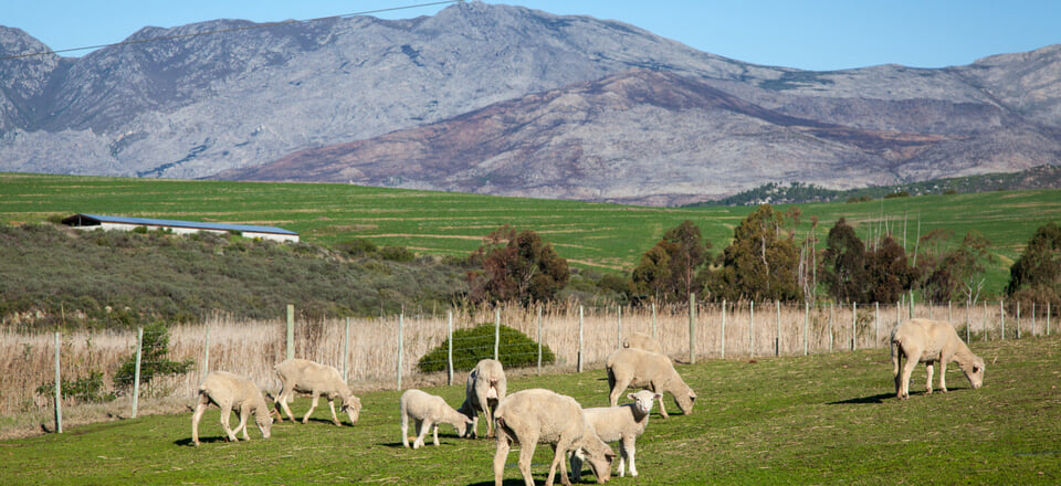 Welcome to Botrivier