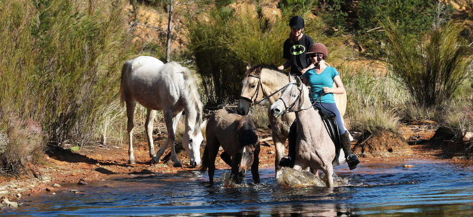Riverside Revelry to Mountain Majesty: Swellendam Awaits