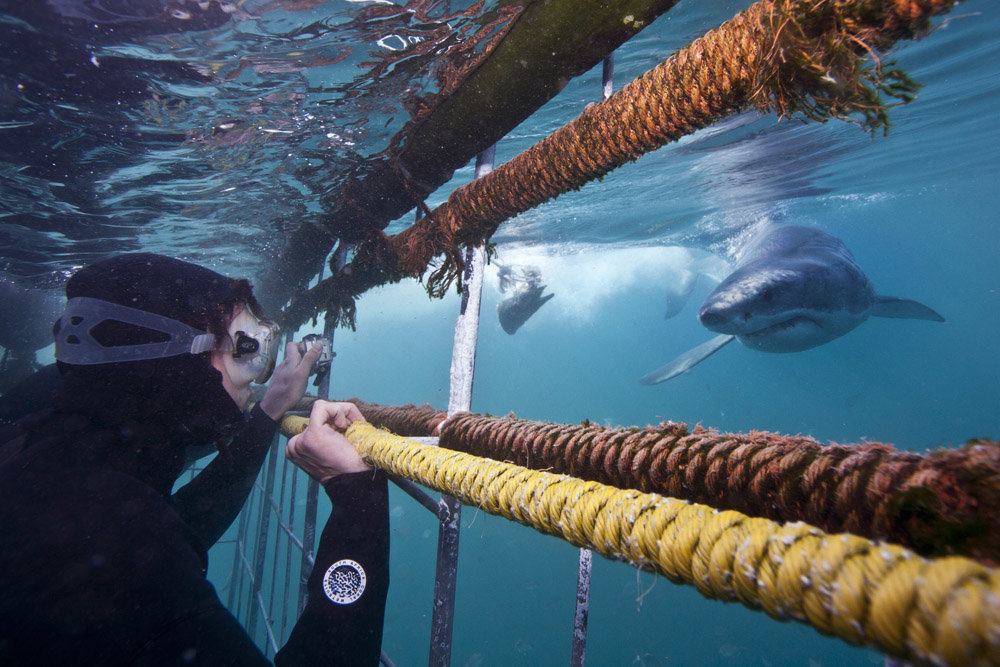 Shark swimming gently past shark cage divers in Gansbaai