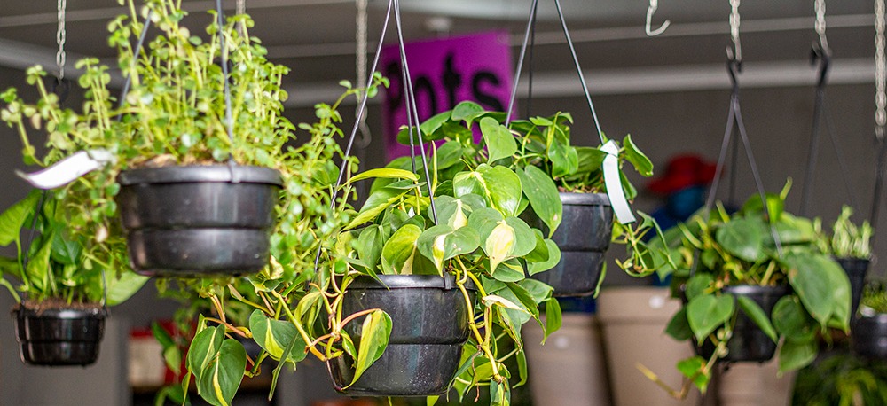Plant store nursery accessories