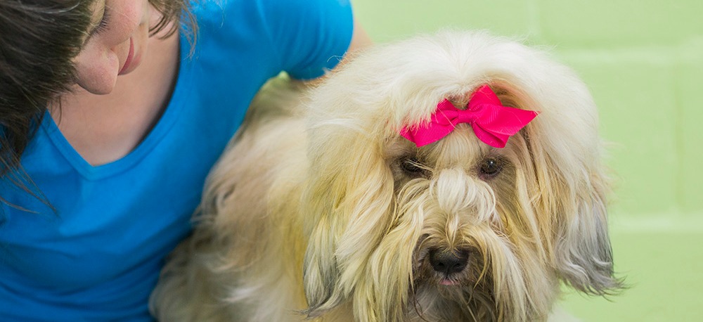 Canine Couture Doggy Daycare Grooming Services in Hermanus