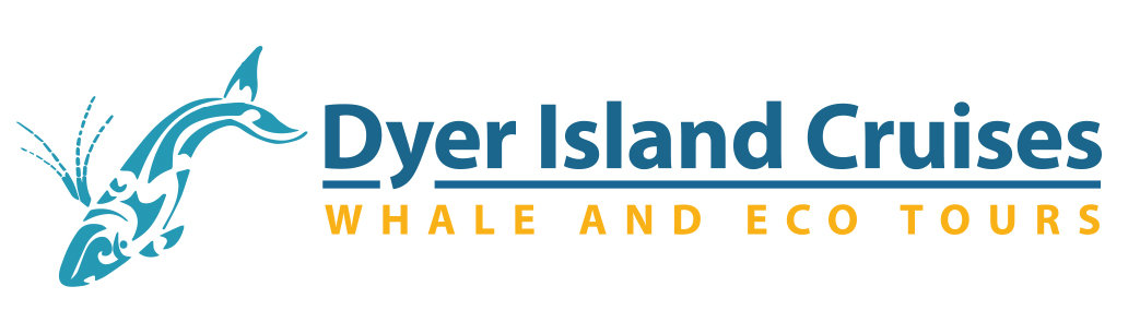 Dyer Island Cruises Whale & Marine Big 5 Eco Tours
