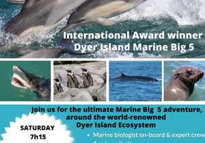 Next Dyer Island Cruises Trip: Saturday 07 January 2023