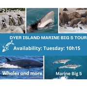 Next Dyer Island Marine Big 5 Tour: 10 January 2023
