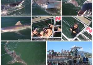 Daily Blog: 09 January 2023 | Shark Cage Diving in South Africa
