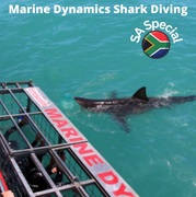 Next Marine Dynamics Shark Cage Diving Trip: 11 January 2023