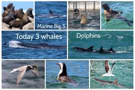 Next Dyer Island Marine Big 5 Tour: 11 January 2023
