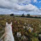 Horse Riding - Foxy House - Xplorio™ Gansbaai
